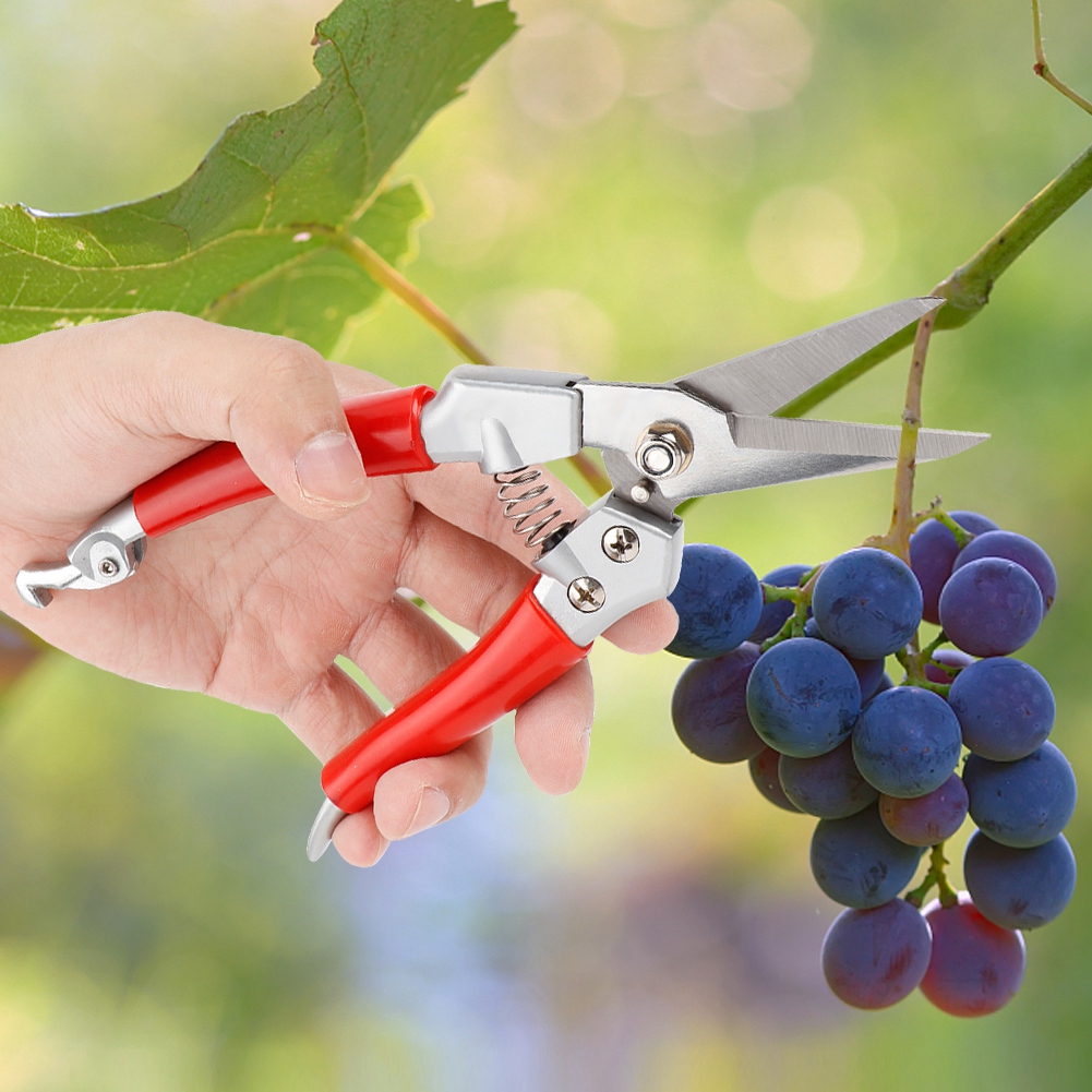 Plant Pruning Shears Straight  - Pruning Shears 评论和价格