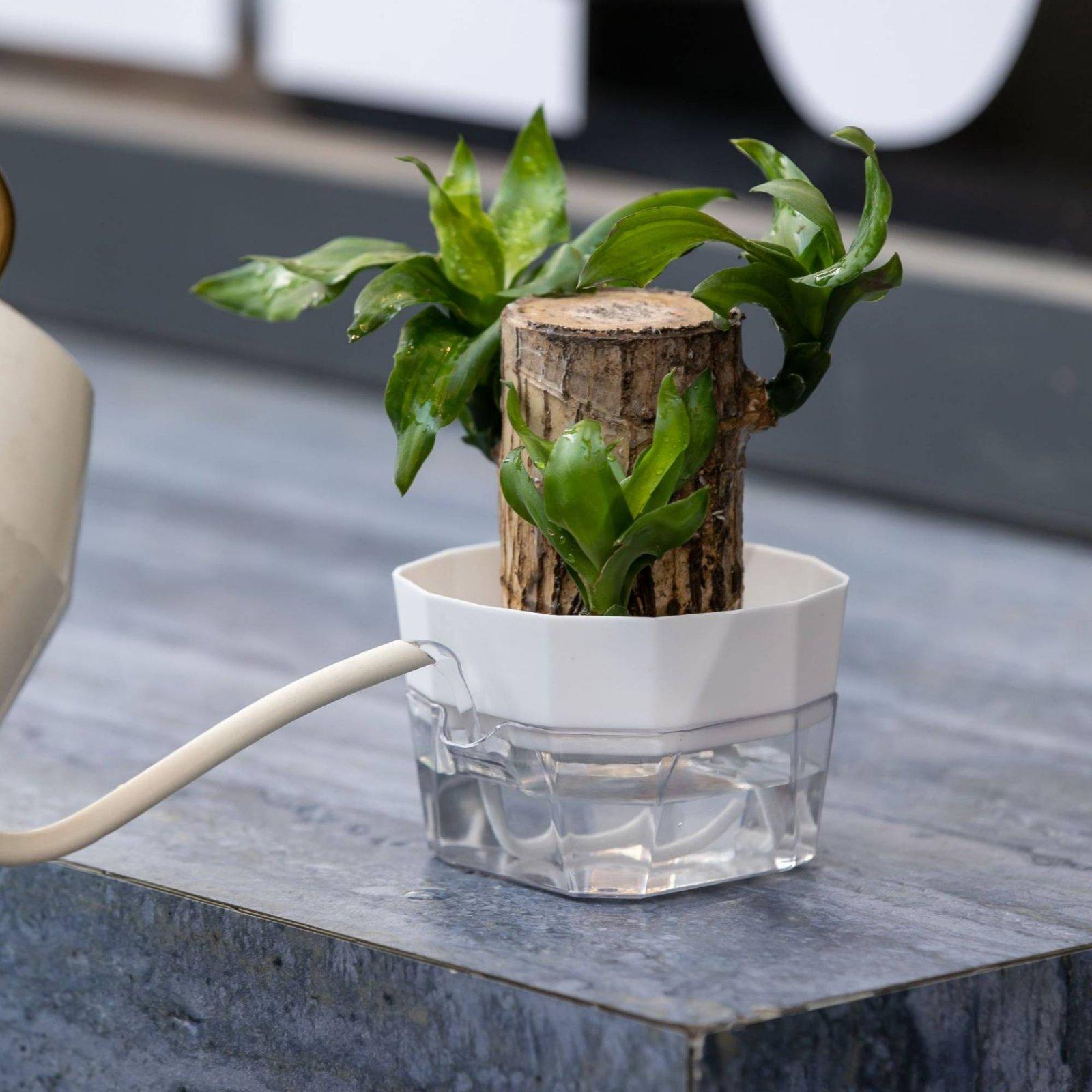 Hydroponic Vase Two Layer Self - Self-Watering Planter 评论和价格
