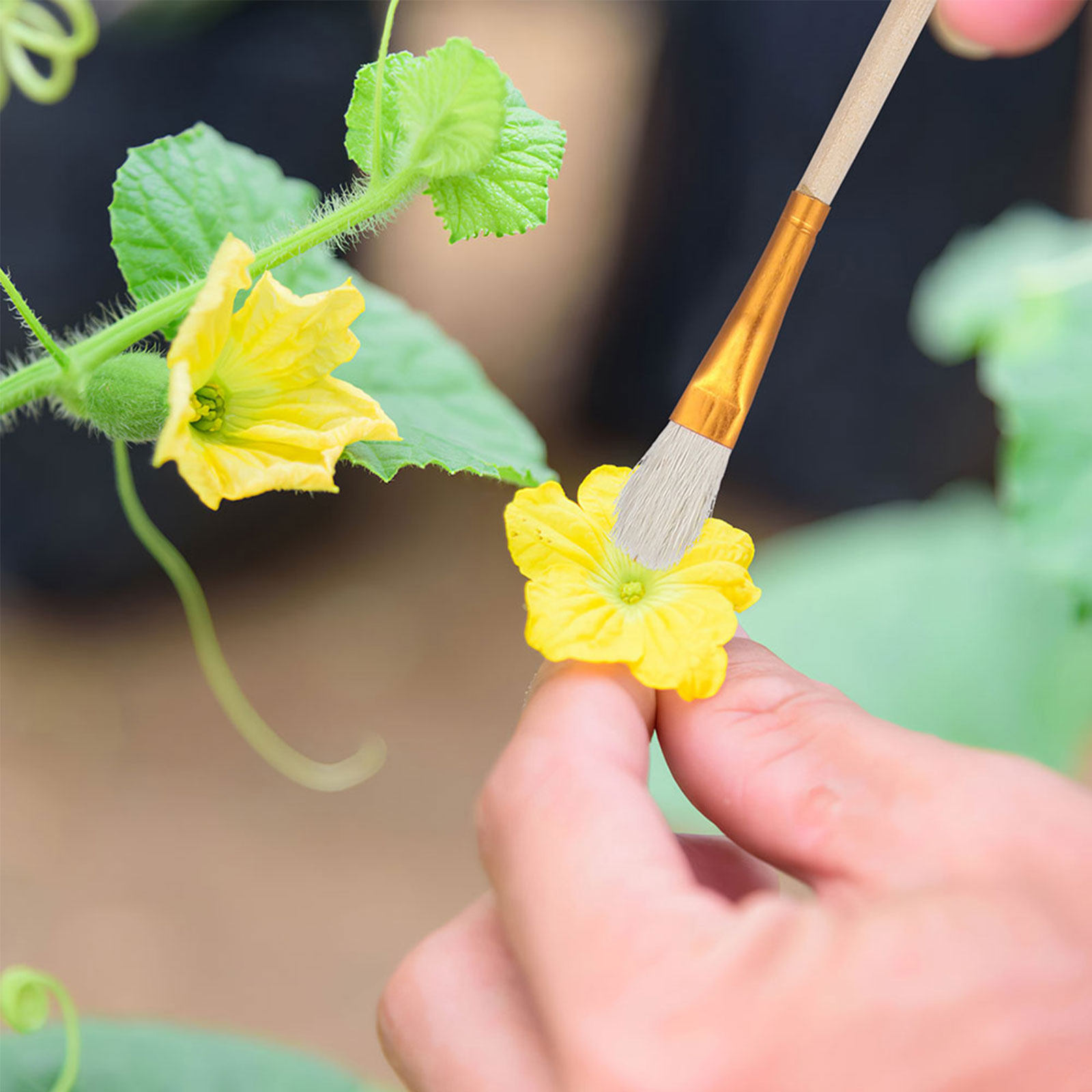 16Pcs Flower Pollinator Brush  - Gardening Tools Kit 评论和价格