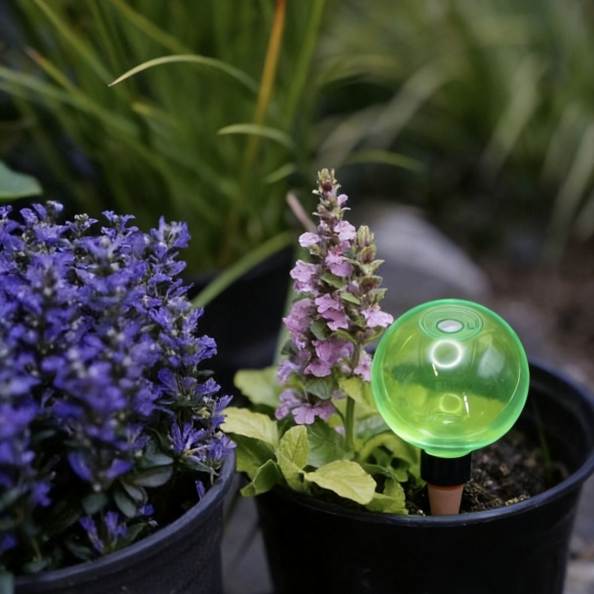 3pcs Large Plant Self Watering - Self-Watering Planter 评论和价格