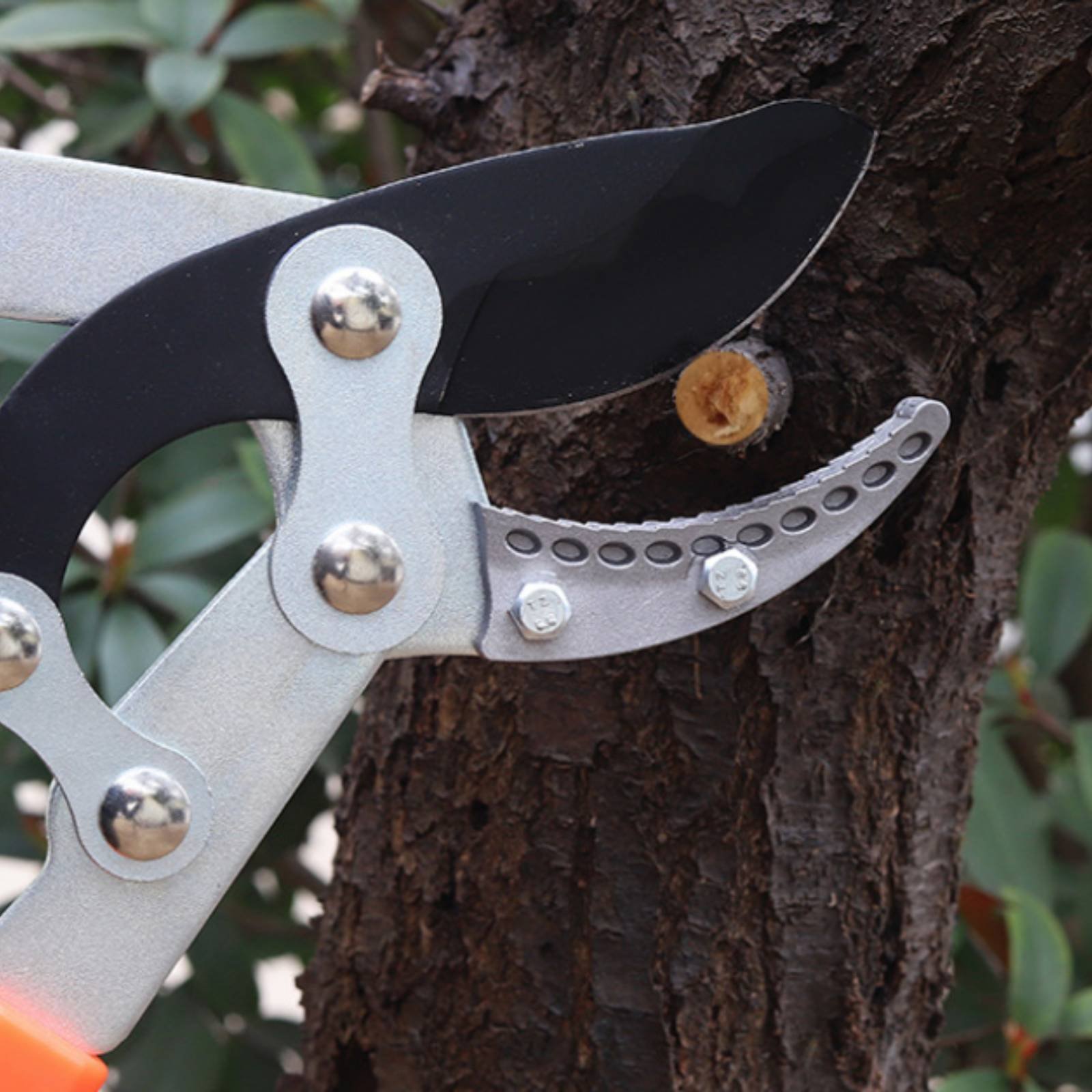 Telescopic Branch Pruners Shar - Pruning Shears 评论和价格